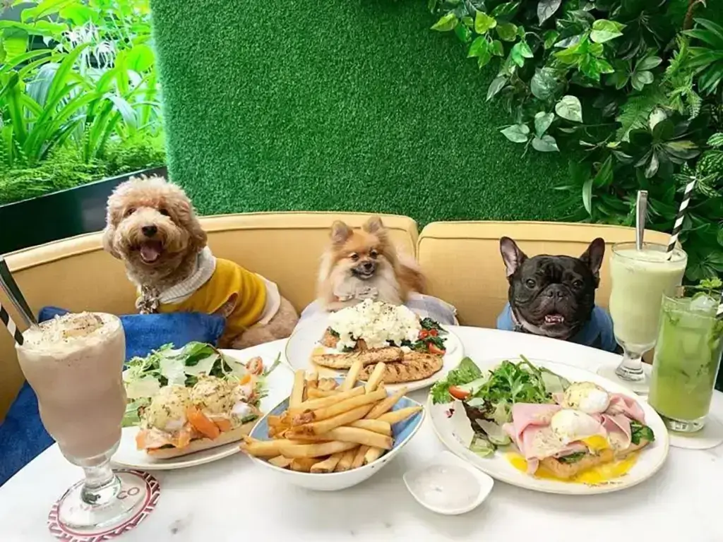 Pet Friendly Cafes In Town