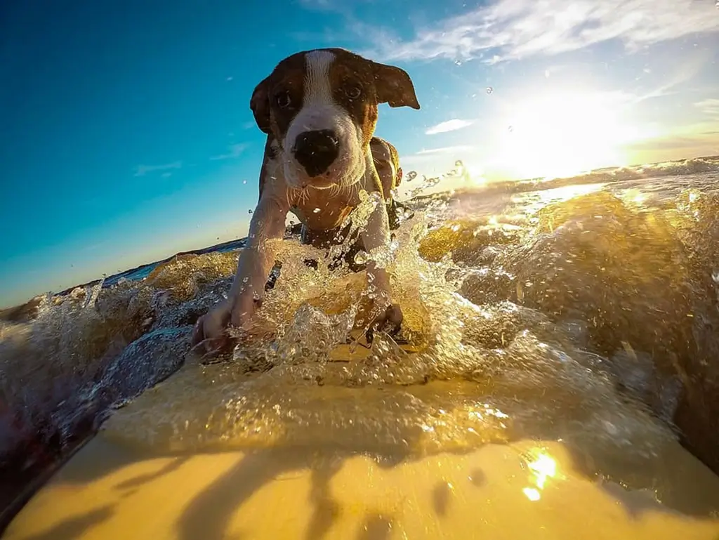 Your dogs wants to play in the waves