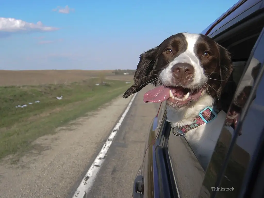 dog car travel image