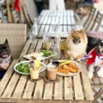 dogs pets restaurant