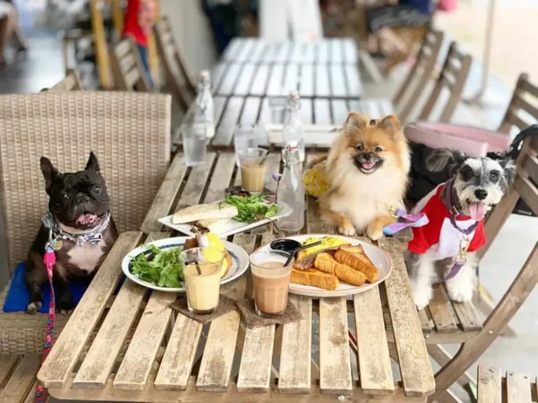 dogs pets restaurant