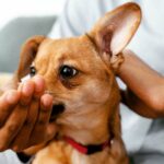 steps to a stronger bond with your furry friend