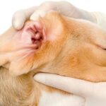 essential guide to cleaning your dogs ears