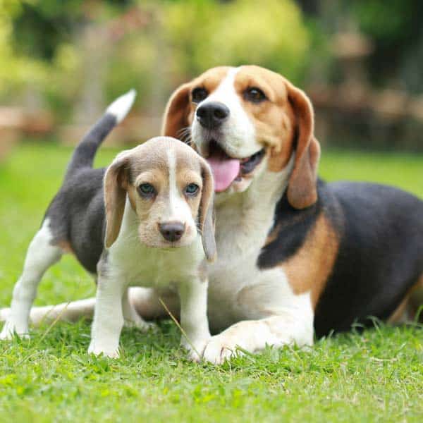 Is a Beagle the Perfect Pet for Your Home