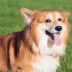 understanding vestibular disease in dogs