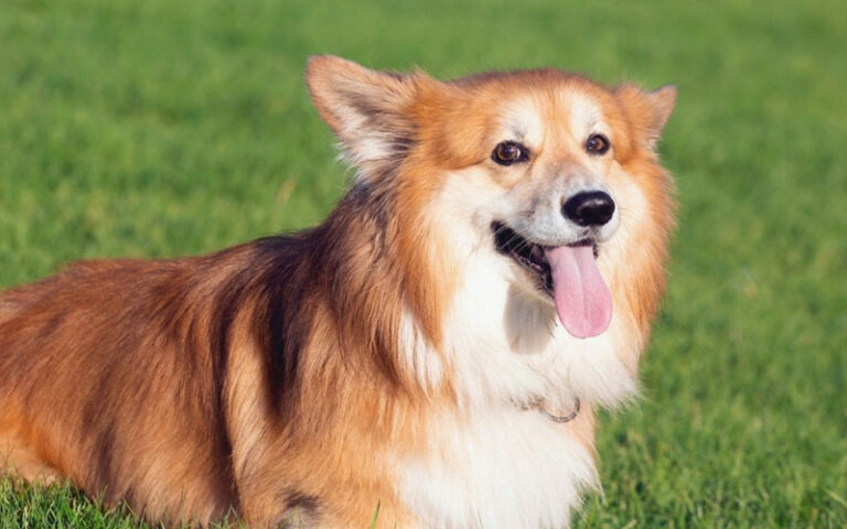 understanding vestibular disease in dogs