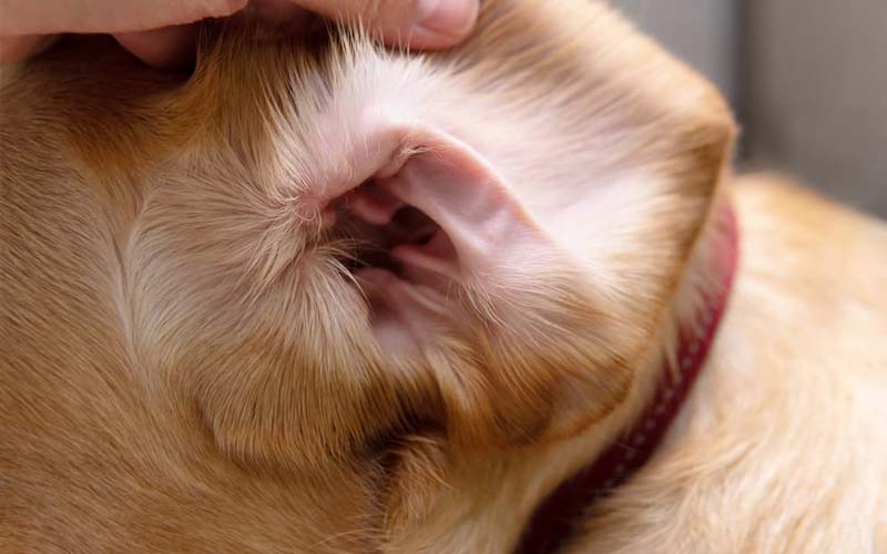 essential guide to cleaning your dogs ears