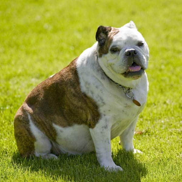 How Can I Help My Dogs Lose Weight