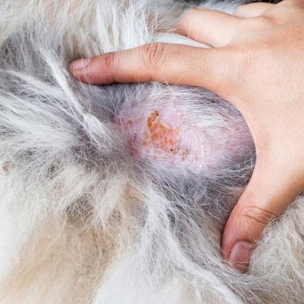5 Effective Ways To Prevent Skin Problems In Dogs