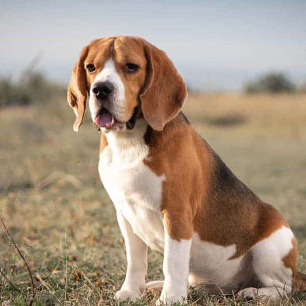 Is a Beagle the Perfect Pet for Your Home