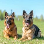 is a german shepherd right for you