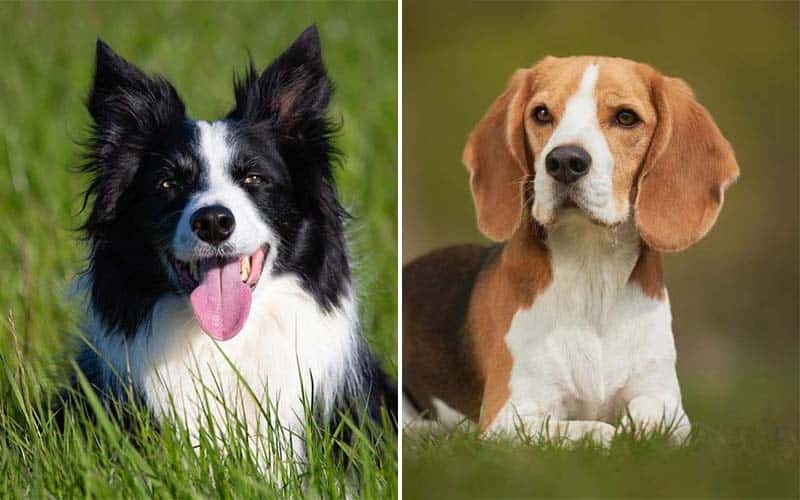 10 Best Dog Breeds For Families