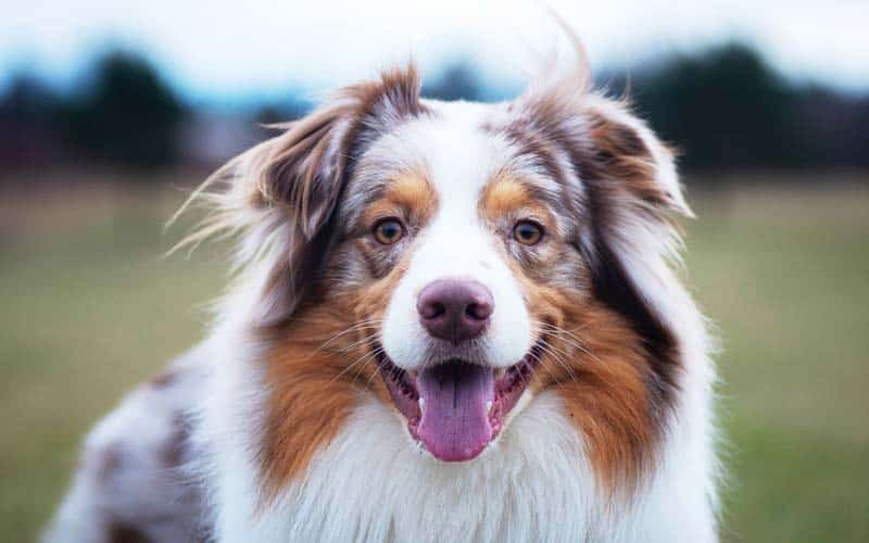 Australian Shepherds Dog Breed: Facts & Information