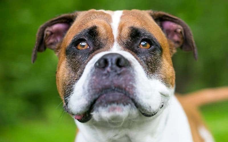 Boxers Dog Breed: Facts & Information