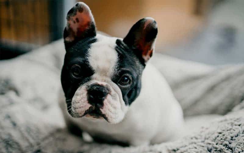 French Bulldogs Breed: Facts & Information