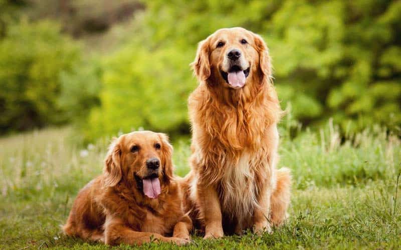 Golden Retrievers Breed: Facts & Information