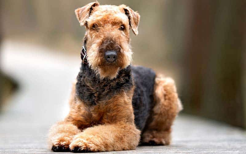 Airedale Terriers Dogs Breed: Facts & Information