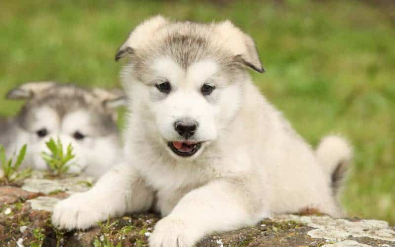 Alaskan Malamutes Dogs Breed: Facts & Information