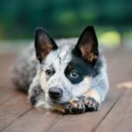 Australian Cattle Dogs Breed: Facts & Information