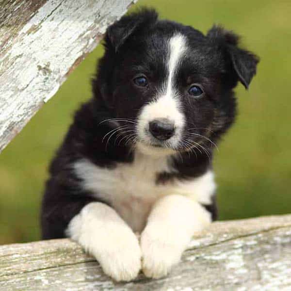 Border Collies Dogs