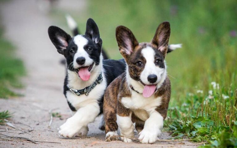 Cardigan Welsh Corgis Dogs Breed: Facts & Information