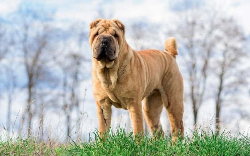 Chinese Shar-Pei Dogs Breed: Facts & Information
