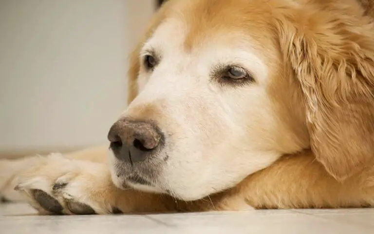 Dry Nose: A Symptom Of Illness In Dogs?
