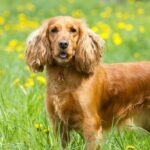 English Cocker Spaniels Dogs Breed: Facts & Information