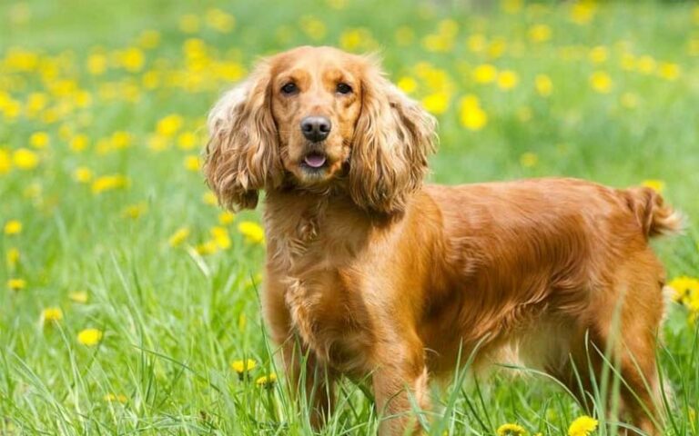 English Cocker Spaniels Dogs Breed: Facts & Information