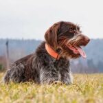 German Wirehaired Pointers Dogs Breed: Facts & Information