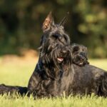 Giant Schnauzers Dogs Breed: Facts & Information