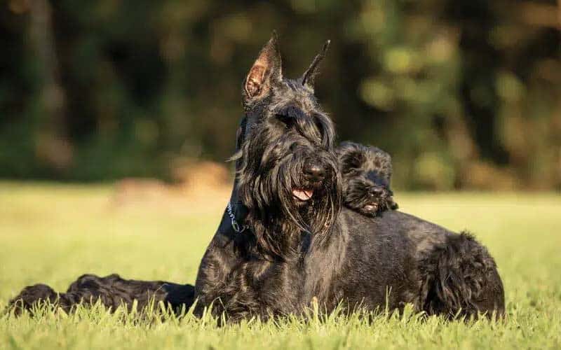 Giant Schnauzers Dogs Breed: Facts & Information
