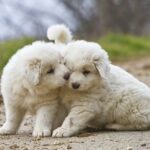 Great Pyrenees Dogs Breed: Facts & Information