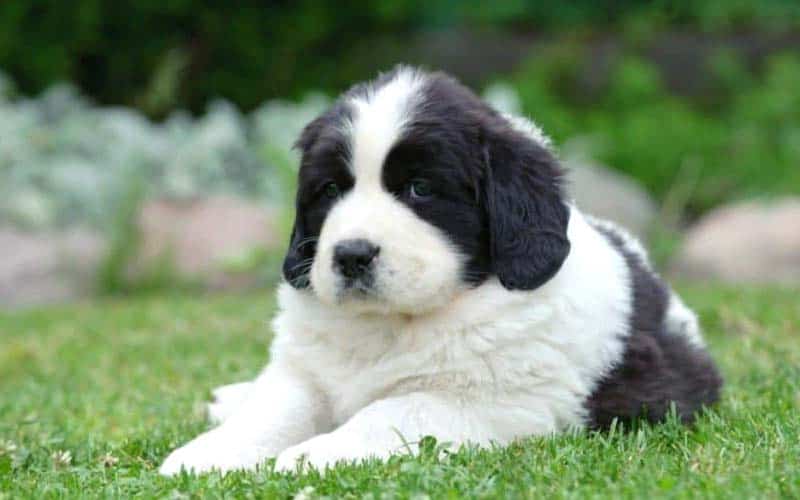 Newfoundlands Dogs Breed: Facts & Information