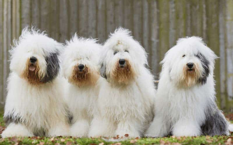 Old English Sheepdogs Breed: Facts & Information