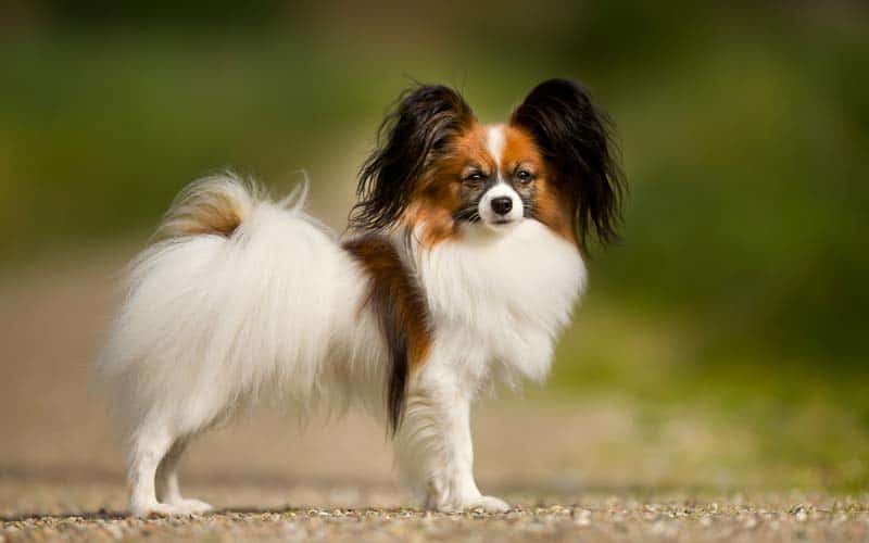 Papillons Dogs Breed: Facts & Information