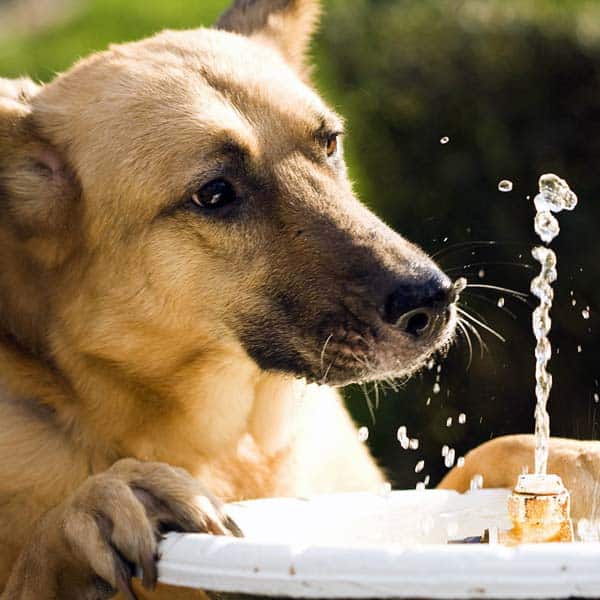 Preventing Heatstroke In Dogs
