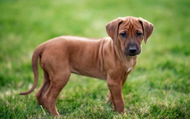 Rhodesian Ridgebacks Dogs Breed: Facts & Information