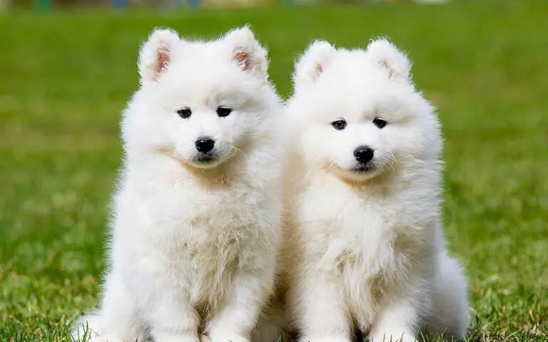 Samoyeds Dogs Breed: Facts & Information