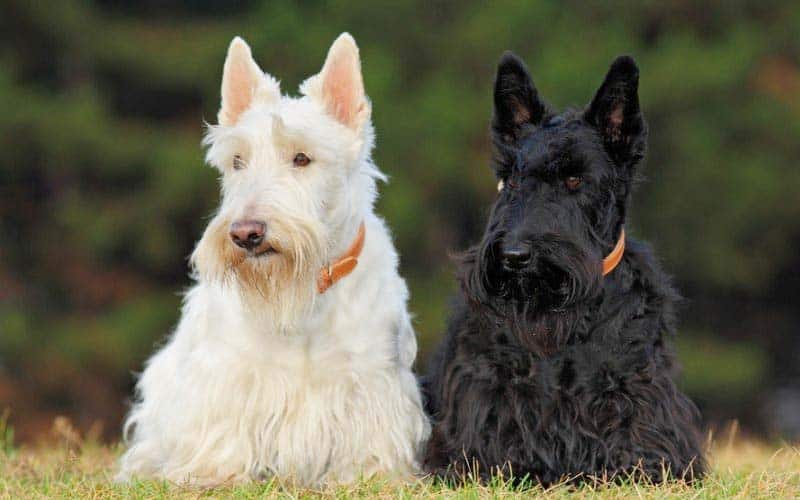 Scottish Terriers Dogs Breed: Facts & Information