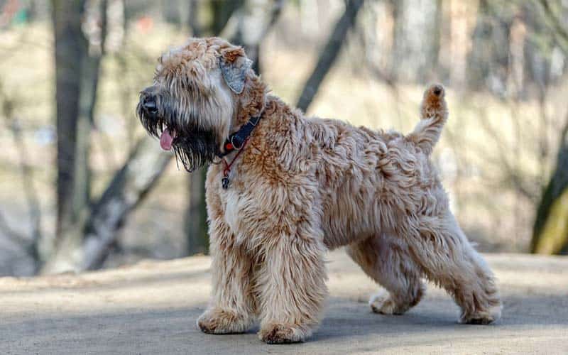 Soft Coated Wheaten Terriers Dogs Breed: Facts & Information