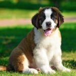 St. Bernards Dogs Breed: Facts & Information