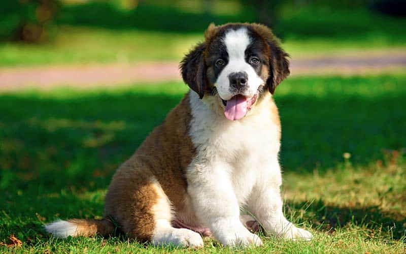 St. Bernards Dogs Breed: Facts & Information