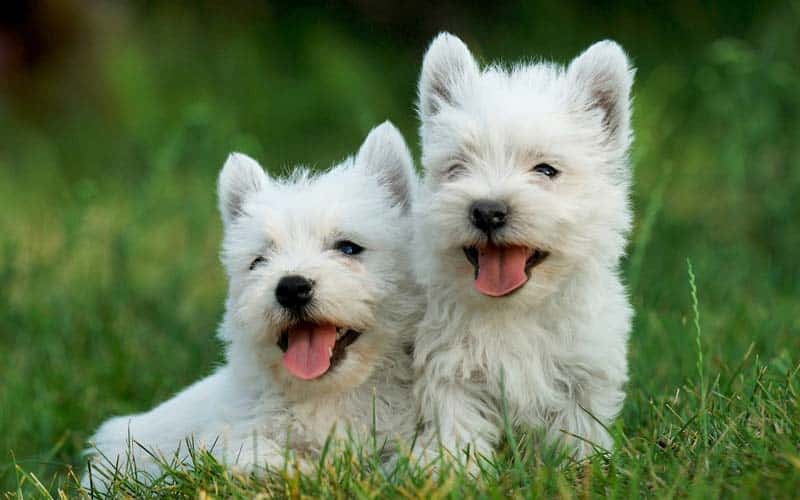 West Highland White Terriers Dogs