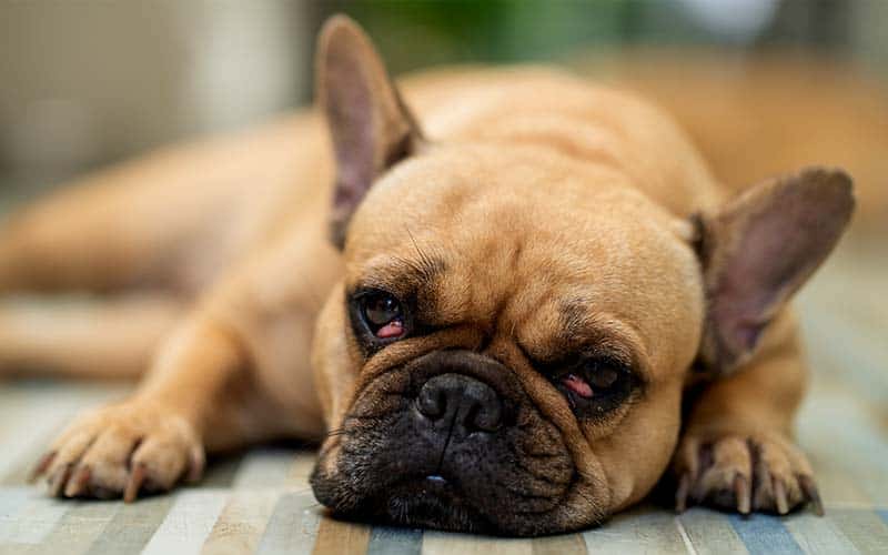 What You Need To Know About Worms In Dogs