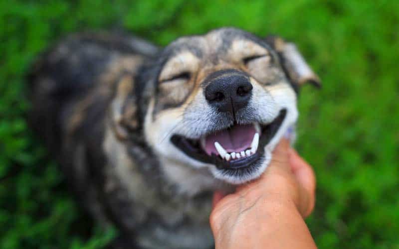 10 Adorable Signs That Your Dog Truly Loves You Fur-Ever