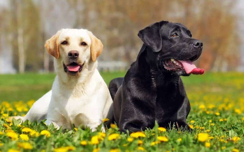 10 Fun Facts About Labrador Retrievers