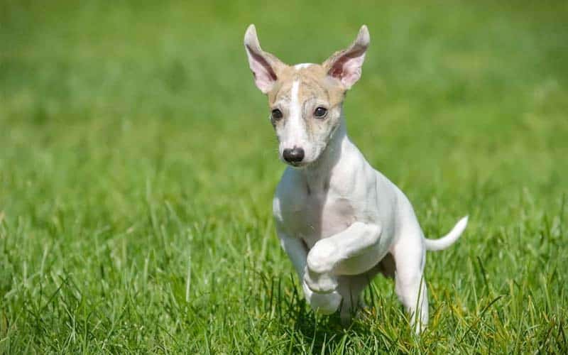 Whippets Dogs Breed: Facts & Information