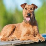 Airedale Terriers Dogs Breed: Facts & Information