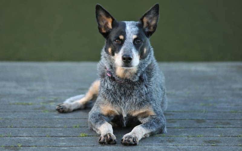 Australian Cattle Dogs Breed: Facts & Information